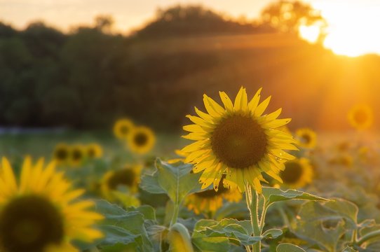 Blurred image of sunflower field with tree line and sunset in background