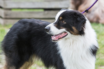 portrait of Border Collie dog on a walk in belgium