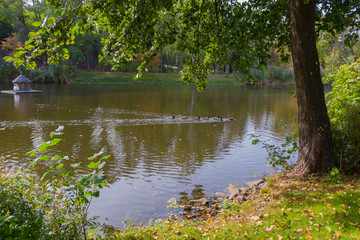A pack of ducks floating along a lake near a wooden house with a swan in the park. Mezhygirya Ukraine