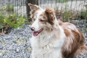 portrait of Border Collie dog on a walk in belgium
