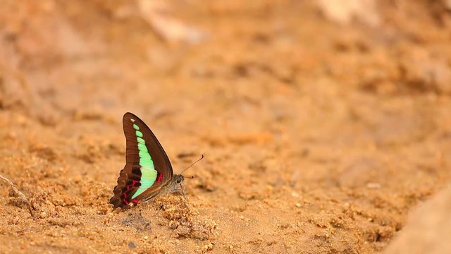 The common bluebottle butterfly graphium sarpedon luctatius from the Papilionidae family, drinking water from the sandy riverbank, high definition stock footage clip.