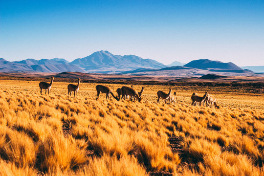 Vicu&ntilde;as Atacama