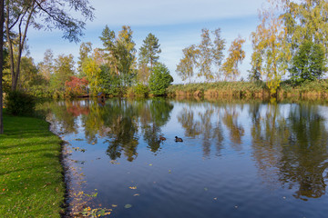 the quiet flood of water in the park lake reflects the image of the trees near the swim ducks
