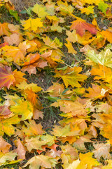 A beautiful still-life of yellow autumn leaves lying on dry trampled grass. Beauty of autumn in all its glory.