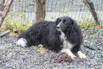 portrait of Border Collie dog on a walk in belgium