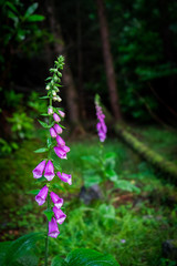 Obraz premium Fox Glove