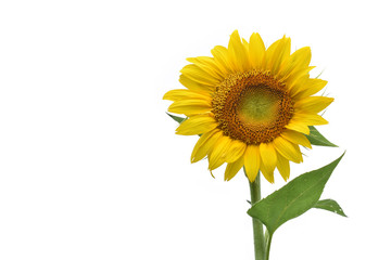 a sunflower isolated on pure white