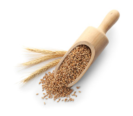 Scoop with wheat grains and spikelets on white background