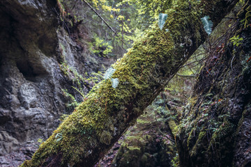 Green moss on the trunk of tree on Sucha Bela famous hiking trail in park called Slovak Paradise, Slovakia