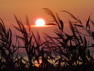 A red disk of the setting sun rolling over the horizon. Against the background of the grass swaying under a light wind.