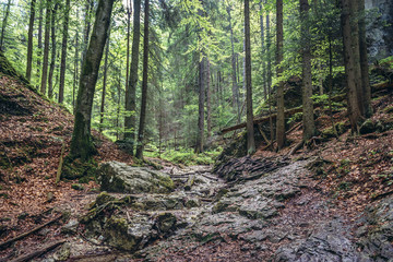 Path of the Sucha Bela hiking trail in park called Slovak Paradise, Slovakia
