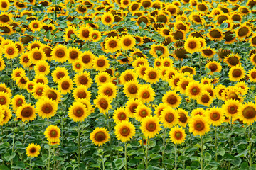 the field of flowering yellow suns turned heads to the lens