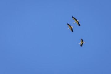 Fototapeta na wymiar Three storks against blue sky in Masovian Voivodeship of Poland
