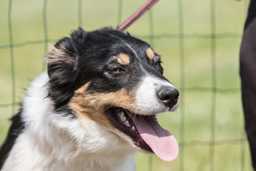 portrait of Border Collie dog on a walk in belgium