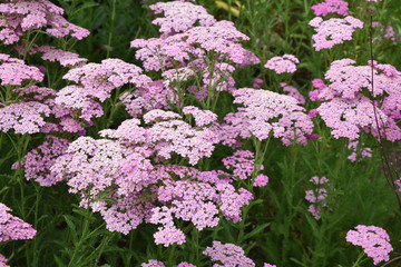 Achillea millefolium rose