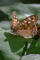 brown butterfly close-up