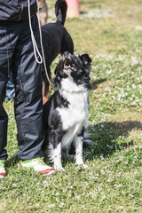portrait of Border Collie dog on a walk in belgium