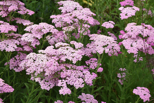 Achillea Millefolium Rose