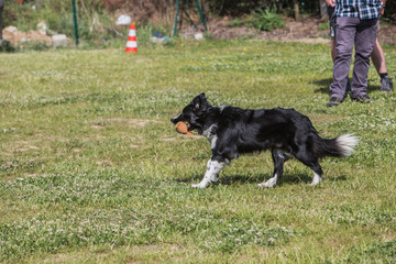 portrait of Border Collie dog on a walk in belgium