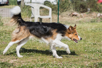 portrait of Border Collie dog on a walk in belgium