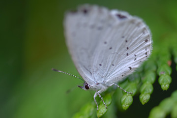 White butterfly moth close-up