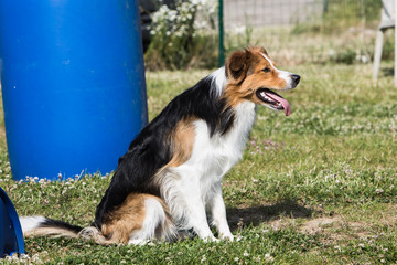 portrait of Border Collie dog on a walk in belgium
