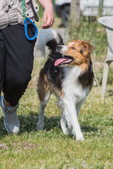 portrait of Border Collie dog on a walk in belgium