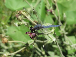 A male spangled skimmer dragonfly (Libellula cyanea) perched on a plant outside in the sun