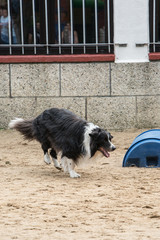 portrait of Border Collie dog on a walk in belgium