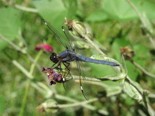 A male spangled skimmer dragonfly (Libellula cyanea) perched on a plant outside in the sun