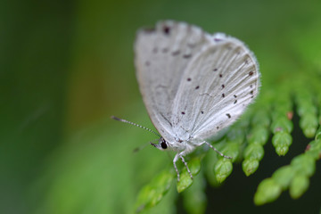 White butterfly moth close-up