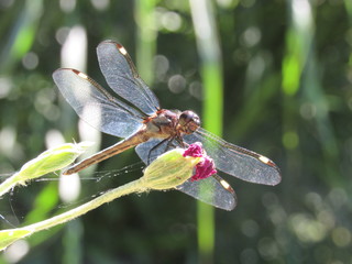 A male spangled skimmer dragonfly (Libellula cyanea) perched on a plant outside in the sun