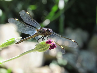 A male spangled skimmer dragonfly (Libellula cyanea) perched on a plant outside in the sun