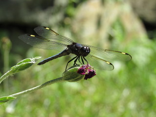 A male spangled skimmer dragonfly (Libellula cyanea) perched on a plant outside in the sun