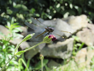 A male spangled skimmer dragonfly (Libellula cyanea) perched on a plant outside in the sun