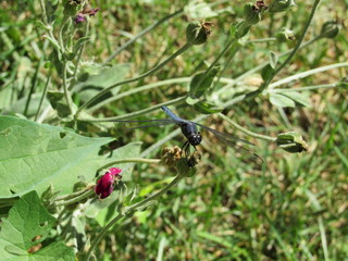 A male spangled skimmer dragonfly (Libellula cyanea) perched on a plant outside in the sun