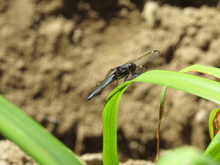 A male spangled skimmer dragonfly (Libellula cyanea) perched on a plant outside in the sun