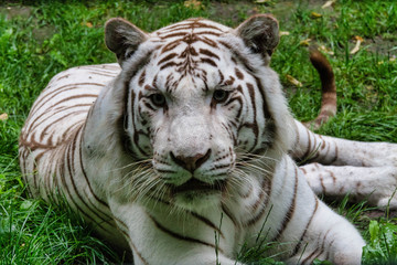 Tigre blanc