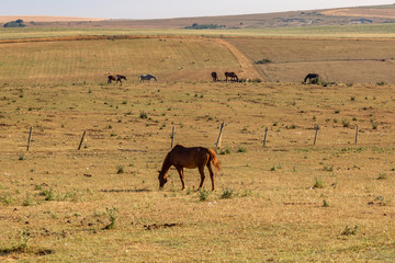 Horses grazing in a field, on an early summer's morning