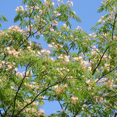 Persian Silk Tree against blue sky. Albizia julibrissin with pink flowers