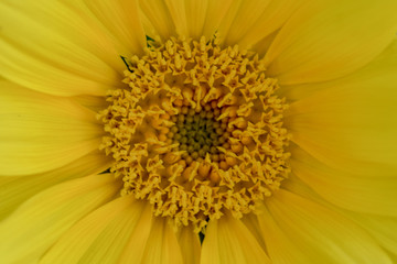 sunflower macro close-up