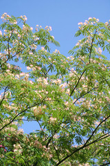 Persian Silk Tree against blue sky. Albizia julibrissin with pink flowers