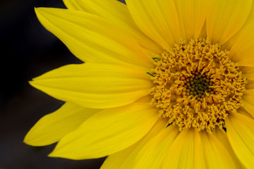 sunflower macro close-up