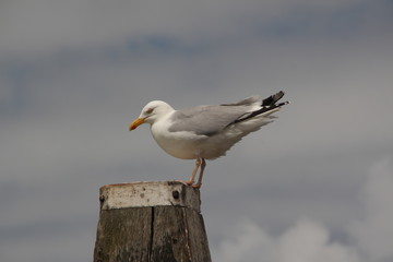 Fototapeta premium seagull lookingin front