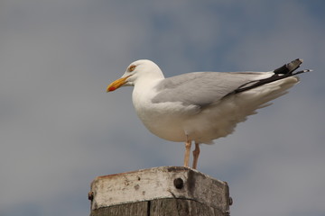 Seagull looking to left