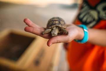 Young Child Holding Baby Tortise in Hand