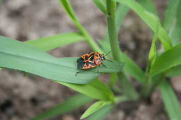 Spilostethus saxatilis. Red and black bug on a leaf