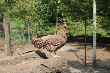 Farbenfrohe Hühner im Sommer