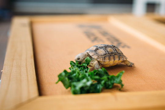 Baby Tortoise eating