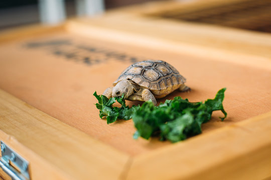 Baby Tortoise Eating Greens